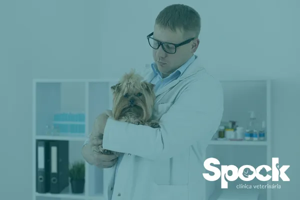 Leptospirose em Cães: Como Identificar e Prevenir Essa Doença