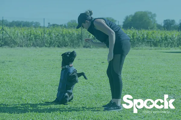 Técnicas para Reforço de Comportamentos Desejáveis em Cães