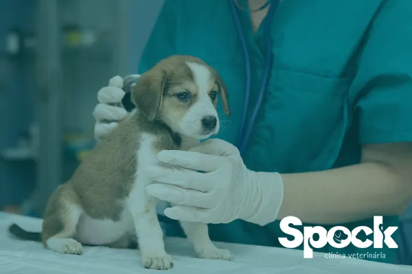 Adotei um filhote de cão, quais as vacinas necessárias?