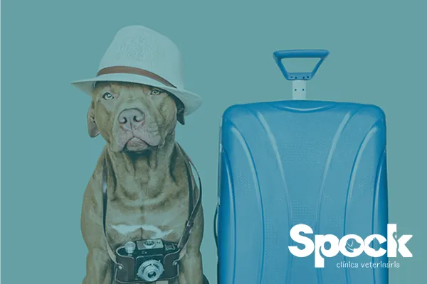 Como Montar um Kit de Viagem para seu Pet